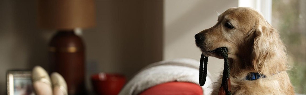 Dog with a leash in its mouth